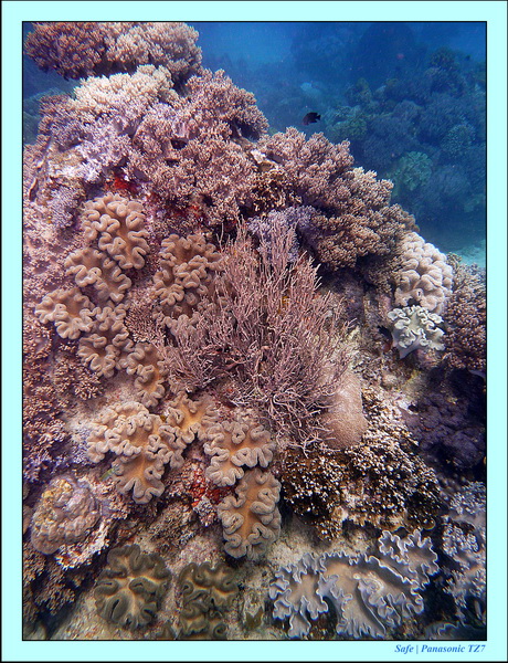 2012 - 07 - Apoh Island 56